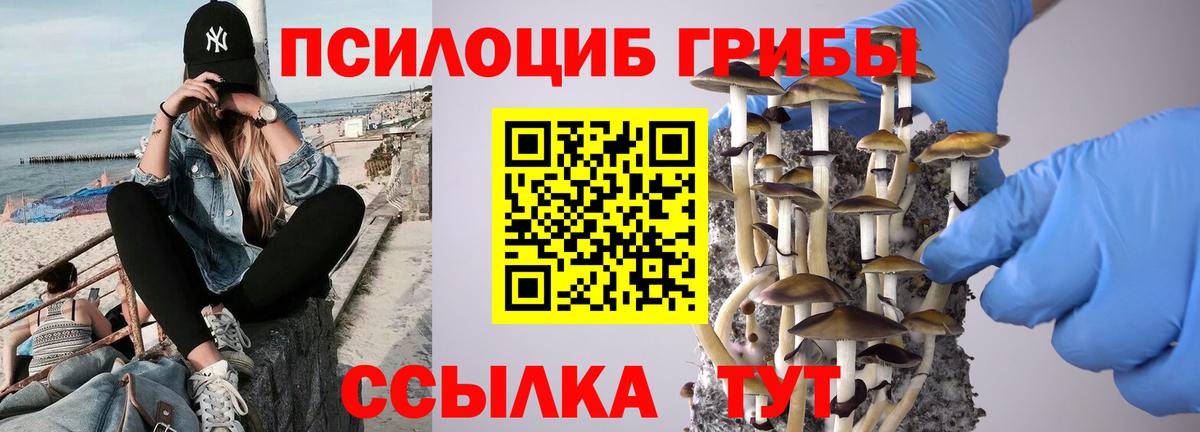 Галлюциногенные грибы Psilocybe Сегежа